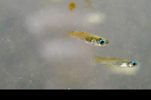 Normans Lampeye Killifish