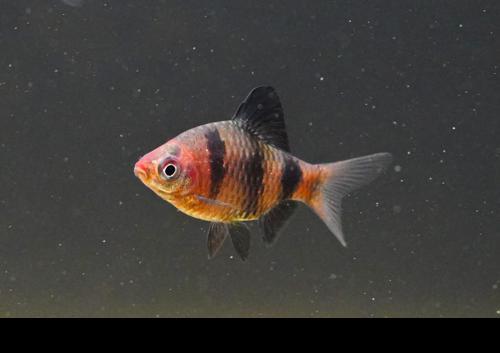 Black Ruby Barb