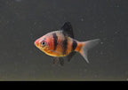 Black Ruby Barb