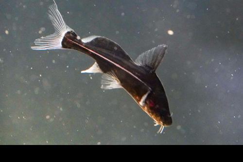 Black Lancer Catfish