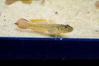 Bar Cheek Goby