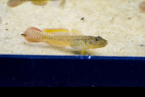 Bar Cheek Goby