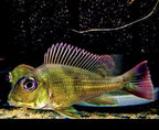 Geophagus winemilleri