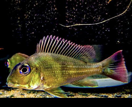Geophagus winemilleri