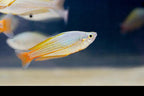 Melanotaenia garylangei