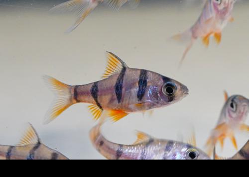 Five Banded Barb