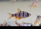 Five Banded Barb