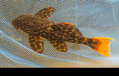 L427 Jatupu Leopard Cactus Pleco