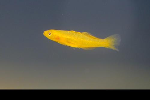 Golden Goby