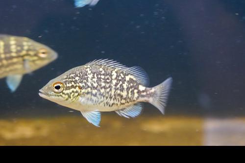 Mountain Grunter "Timika"