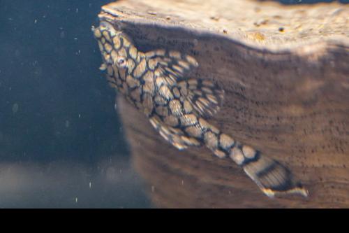 L519 Honeycomb Bushynose Pleco 'Rio Itenez'