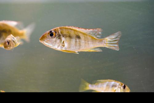 Red Head Tapajos