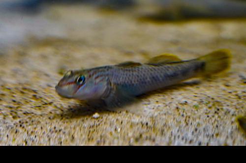 Rhinogobius nantaiensis