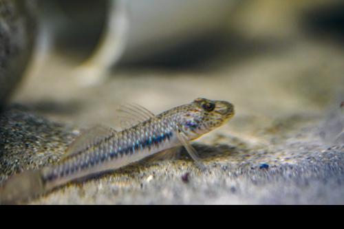 Rhinogobius similis