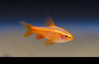 Cherry Barb