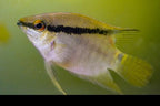 Festivum Cichlid 'Manapiare'