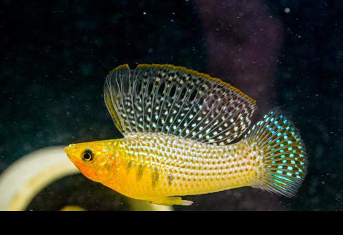 Green Sailfin Molly