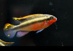 Super Red Kribensis