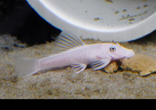 Snow White Bushynose Pleco