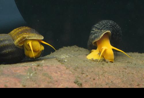 Orange Rabbit Snail, (3 pack)