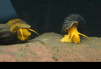 Orange Rabbit Snail, (3 pack)