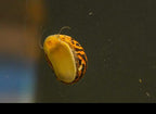 Zebra Nerite Snail, (3 pack)