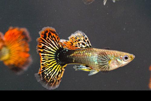 Red Dragon Guppy