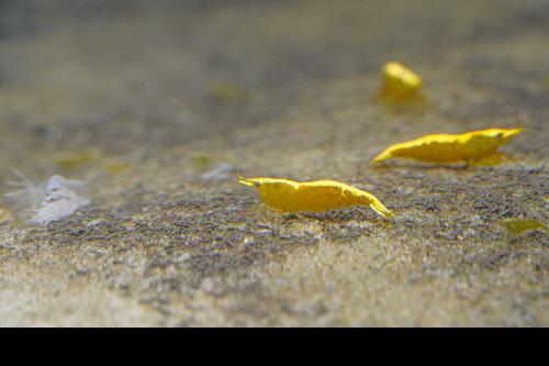 Yellow Shrimp, (4 pack)