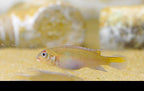 Blue Congo Dwarf Cichlid