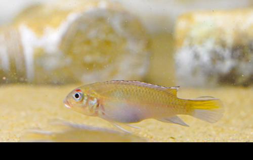 Blue Congo Dwarf Cichlid