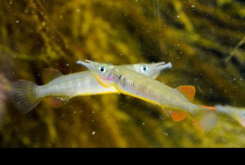 Nuha Village Halfbeak