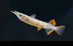 Red Celebes Halfbeak "Muna Regency"