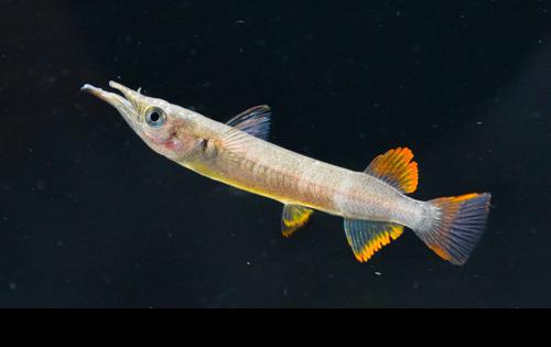 Red Celebes Halfbeak "Muna Regency"