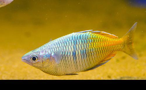 Melanotaenia boesemani "Lake Ajamaru"