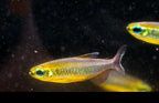 Phenacogrammus sp. Mokobile 'Nioki Lake'