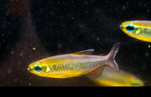 Phenacogrammus sp. Mokobile 'Nioki Lake'