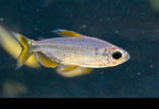 Alestopetersius sp. Red 'Lukenie River - Nioki'