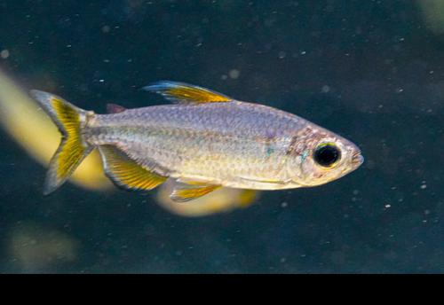 Alestopetersius sp. Red 'Lukenie River - Nioki'