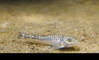 LDA25 Pitbull Pleco