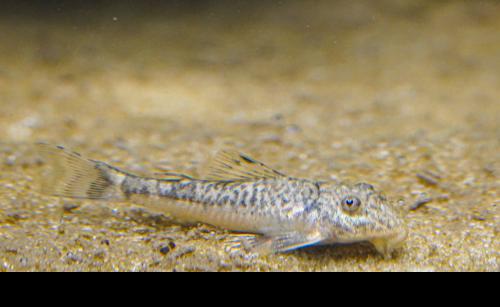 LDA25 Pitbull Pleco