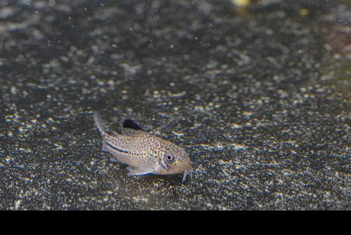 True Corydoras julii - the REAL ones
