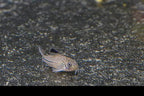 True Corydoras julii - the REAL ones