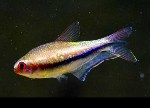 Rainbow Emperor Tetra