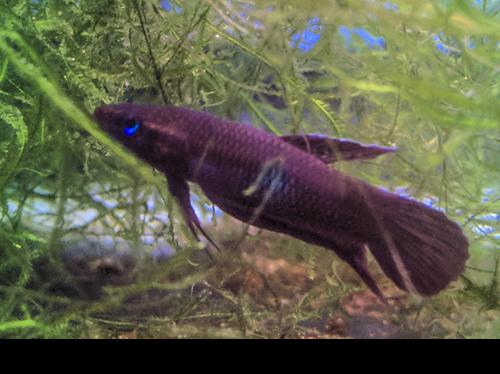 Wine Red Betta