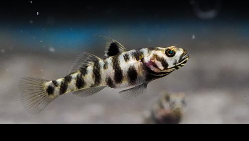 Mugilogobius adeia
