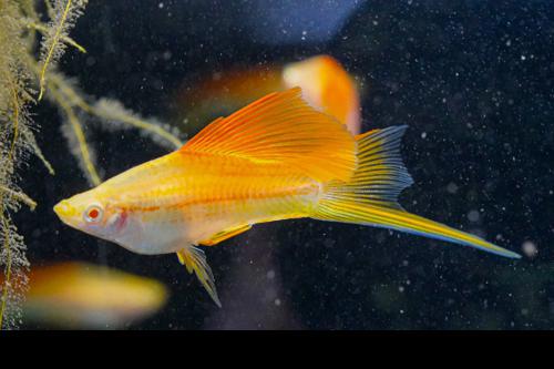 Albino Pineapple High Fin Swordtail