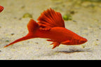Albino Red High Fin Cauliflower Swordtail