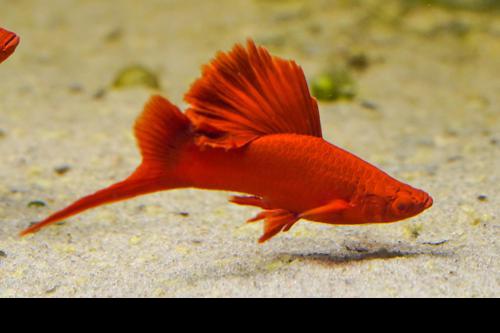 Albino Red High Fin Cauliflower Swordtail