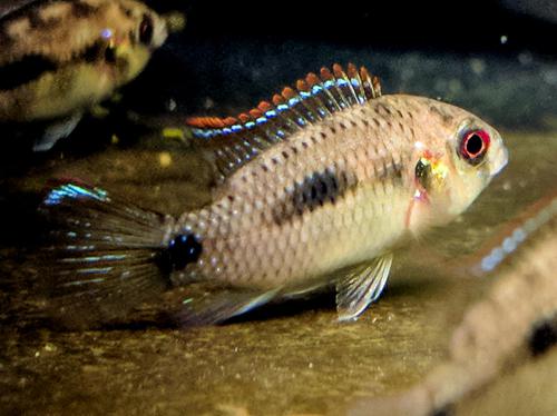 African Butterfly Cichlid