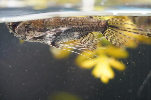 African Butterfly Fish